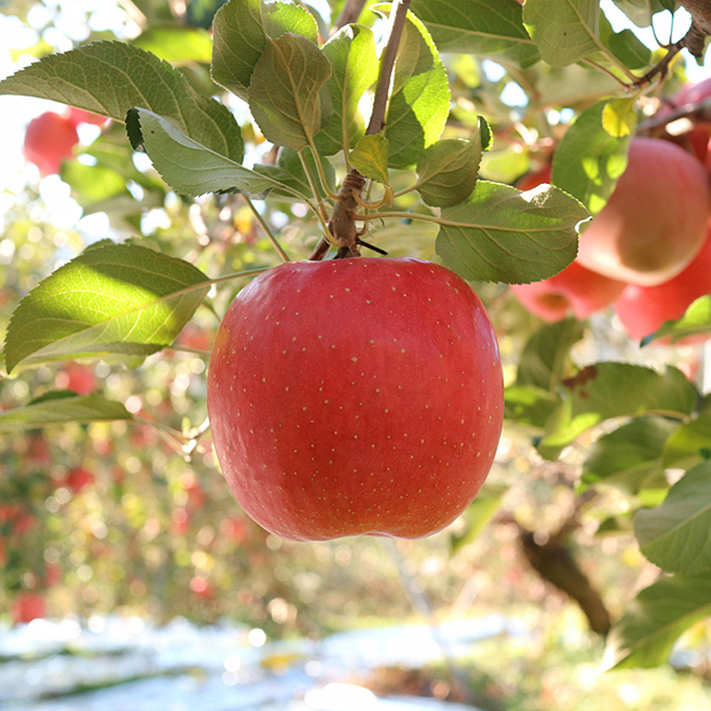 산엔청쇼핑몰,[2024설기획전] 청정골 사과 (부사 5kg) _이연옥(임병두)