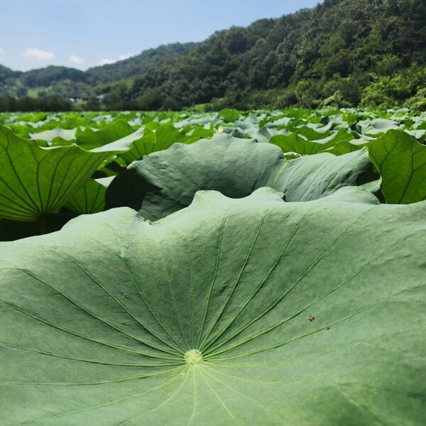 산엔청쇼핑몰,산청장희딸기 350g,500g _우리농원