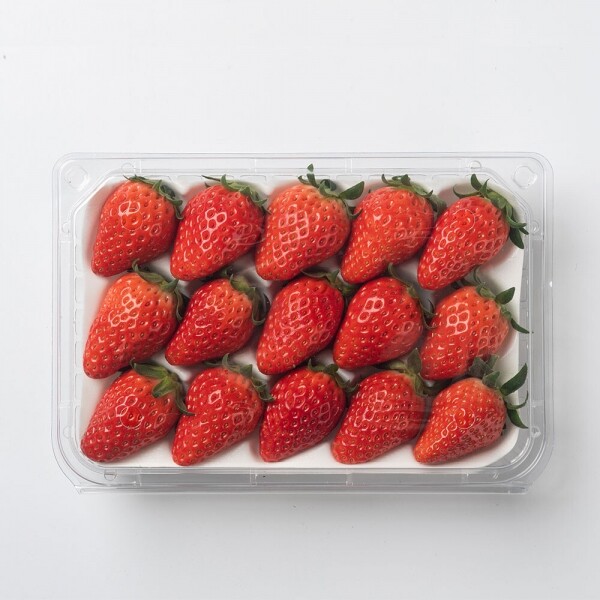 산엔청쇼핑몰,산청장희딸기 350g,500g _우리농원