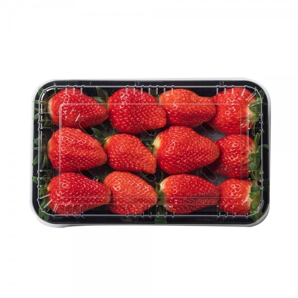 산엔청쇼핑몰,산청장희딸기 350g,500g _우리농원