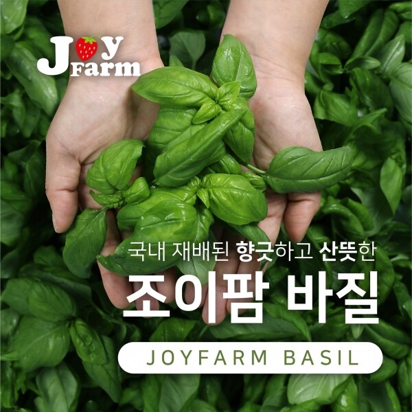 산엔청쇼핑몰,국내산 생 바질 1kg _㈜조이팜