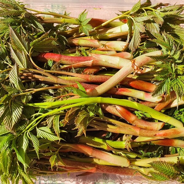산엔청쇼핑몰,산청장희딸기 350g,500g _우리농원