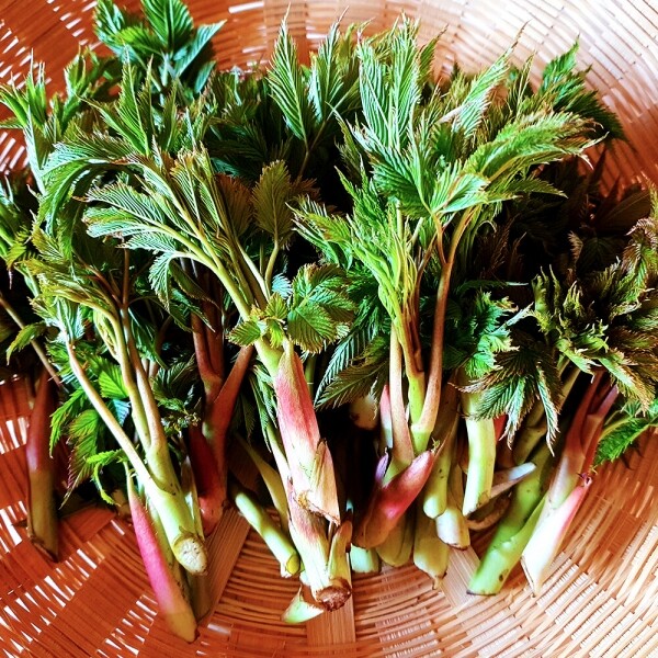 산엔청쇼핑몰,산청장희딸기 350g,500g _우리농원