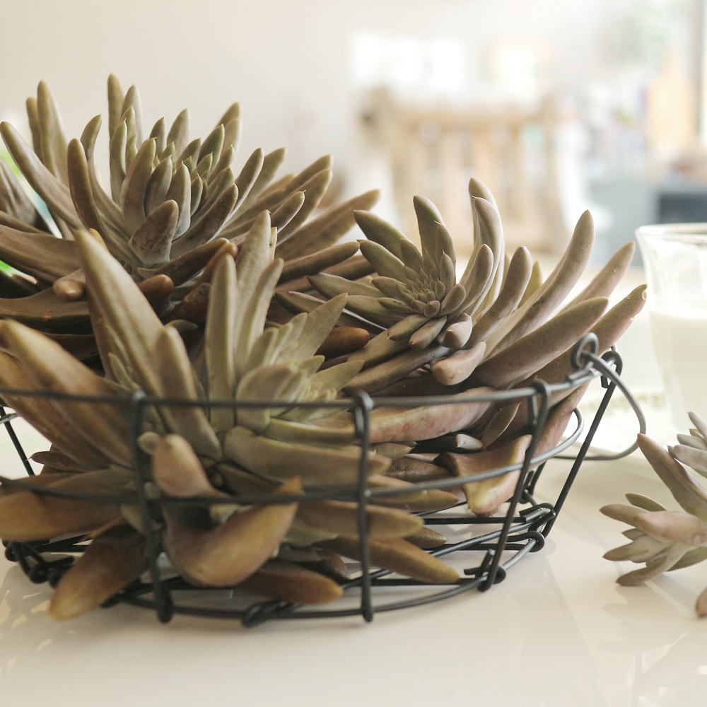 산엔청쇼핑몰,산청장희딸기 350g,500g _우리농원