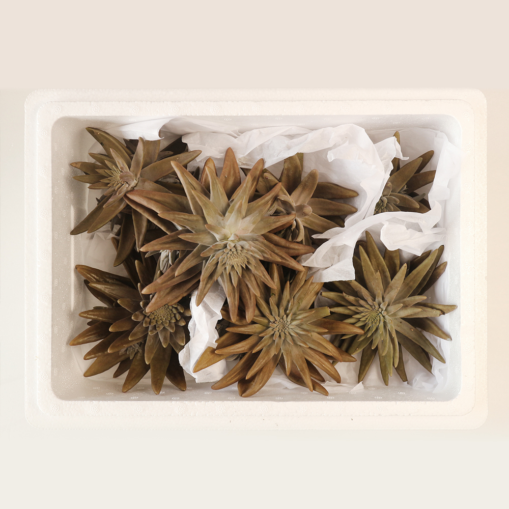 산엔청쇼핑몰,산청장희딸기 350g,500g _우리농원