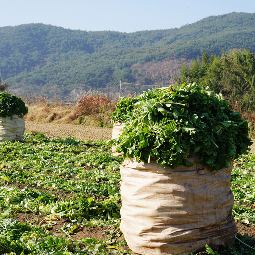 산엔청쇼핑몰,길리농장 시래기 2kg / 10kg _길리농장