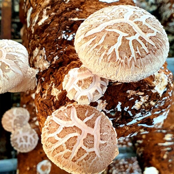산엔청쇼핑몰,[감사의♥달] 생표고버섯 / 백화고버섯 / 건표고버섯 /표고가루 _금보삼농원